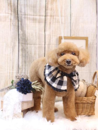 20241003レオくん